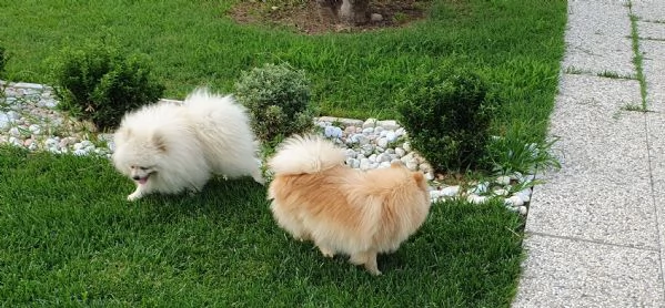 Volpino di pomerania spitz tedesco mini | Foto 4