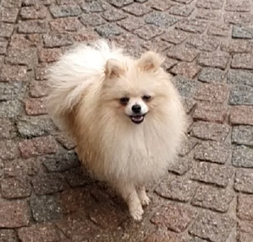 Volpino di pomerania spitz tedesco mini | Foto 1