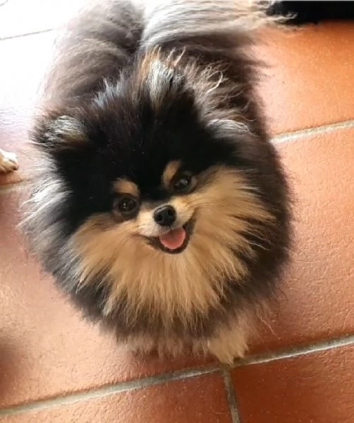 Volpino di pomerania mini toy pedigree  | Foto 0