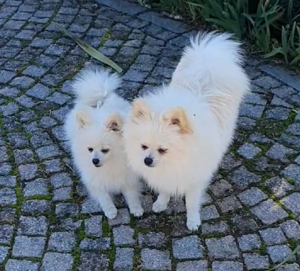 Volpino di pomerania spitz nano