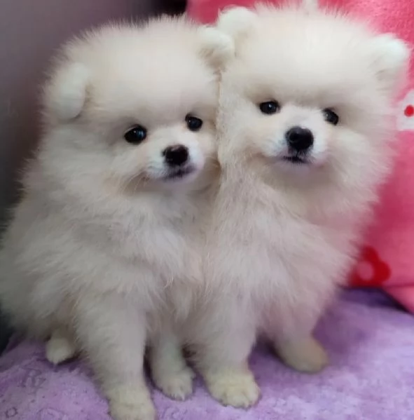 Volpino di pomerania spitz nano | Foto 0