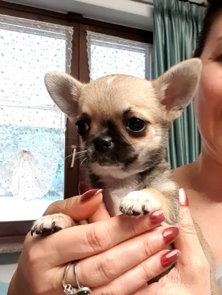 Chihuahua femmina pedigree  | Foto 1