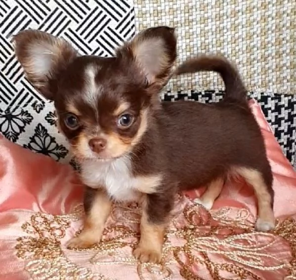 Chihuahua pedigree  | Foto 3