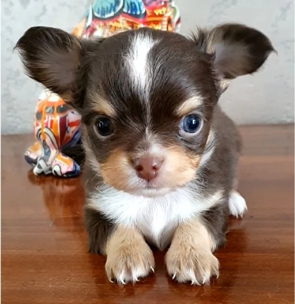 Chihuahua pedigree 