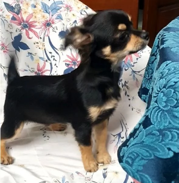 Chihuahua maschietto | Foto 0