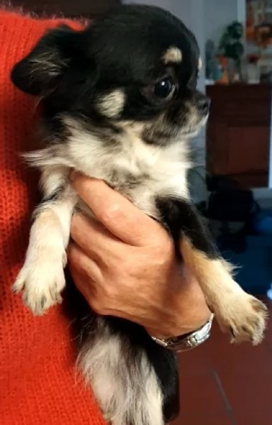 Chihuahua  femmina pedigree 