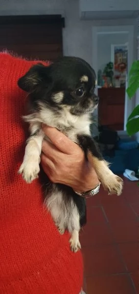 Chihuahua  femmina pedigree  | Foto 1