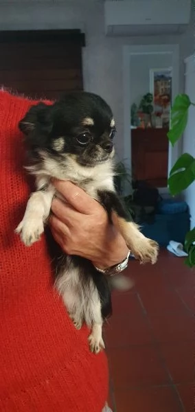 Chihuahua  femmina pedigree  | Foto 0