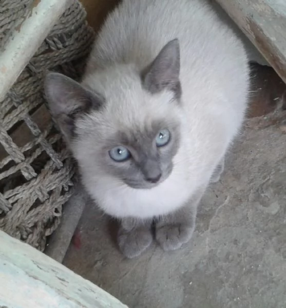 cuccioli di siamese thai  | Foto 4