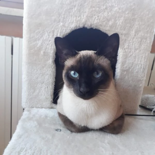 cuccioli di siamese thai  | Foto 3