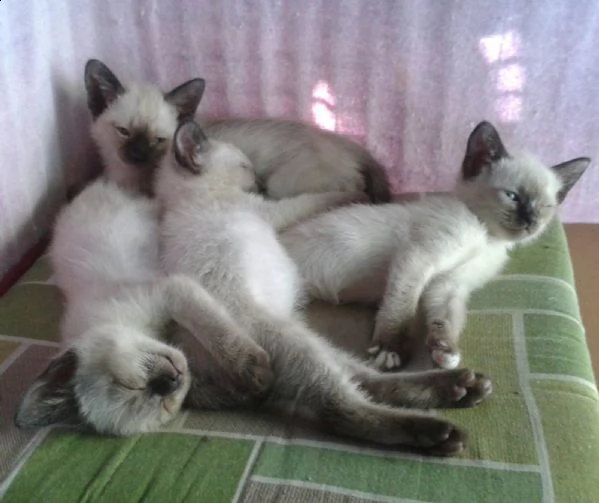 cuccioli di siamese thai 