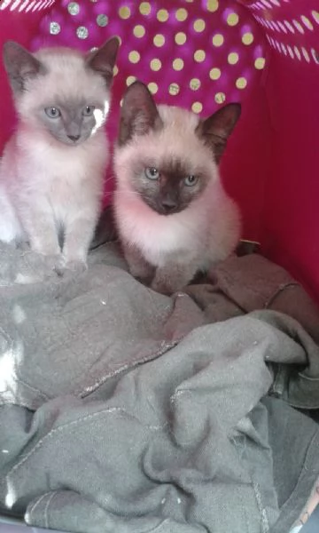 cuccioli di siamese thai  | Foto 0