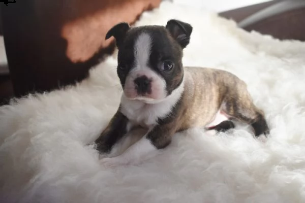 cuccioli di boston terrier | Foto 0