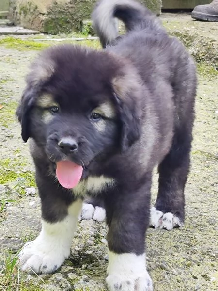 Pastore del Caucaso cuccioli