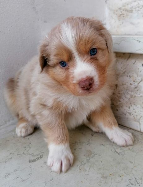 Vendita cucciolo Australian Shepherd da Privato a Trento cuccioli di ...