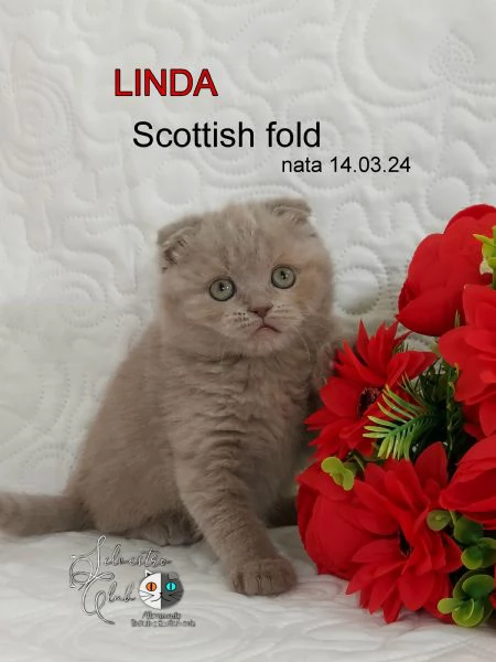 Scottish fold e straight  | Foto 4