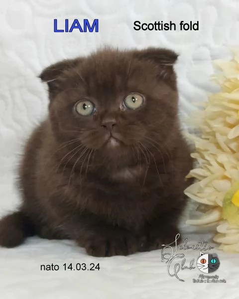 Scottish fold e straight  | Foto 3