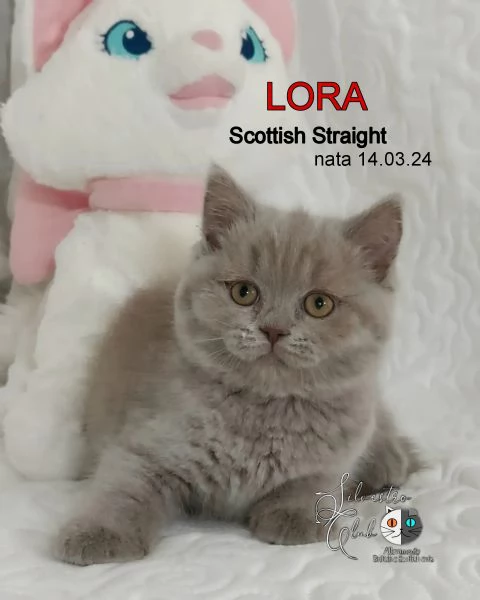 Scottish fold e straight  | Foto 0