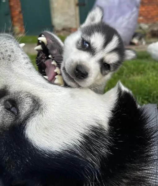 Cuccioli di siberian husky con pedigree | Foto 0