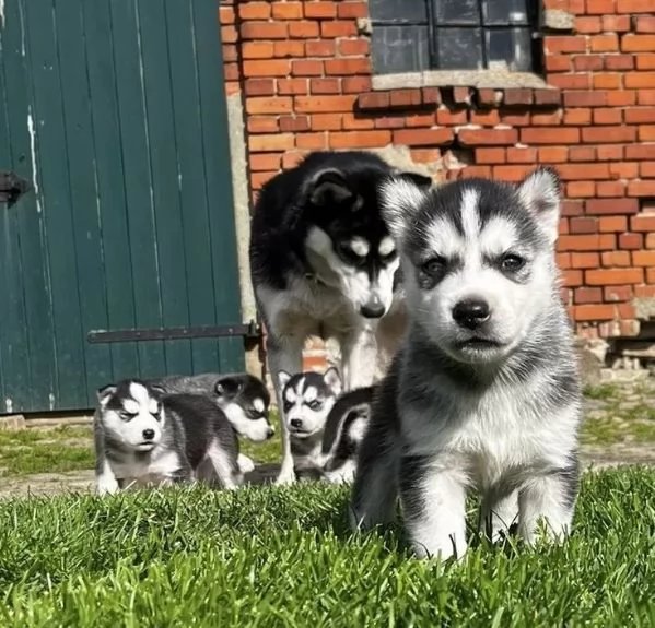 Cuccioli di siberian husky con pedigree