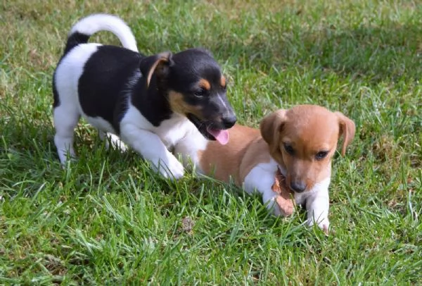 Cuccioli di razza Jack Russell Terrier | Foto 1