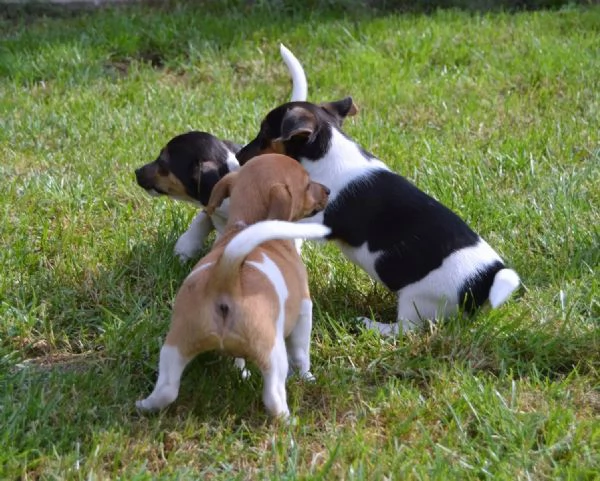 Cuccioli di razza Jack Russell Terrier | Foto 0