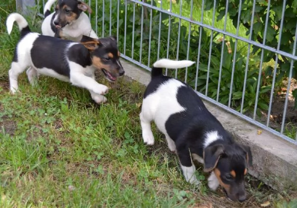 Cuccioli di razza Jack Russell Terrier