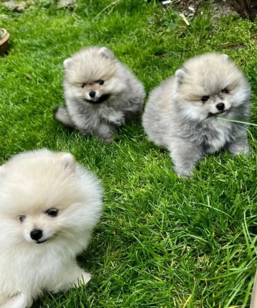 Rarissimi cuccioli di Volpini Pomerania | Foto 2