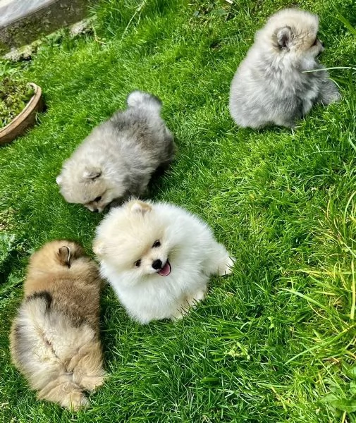Rarissimi cuccioli di Volpini Pomerania | Foto 0