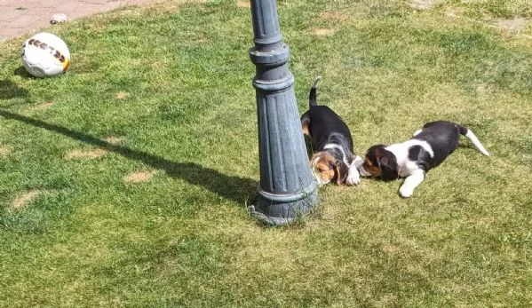 Disponibile cucciola di Beagle sia maschio e femmina | Foto 2