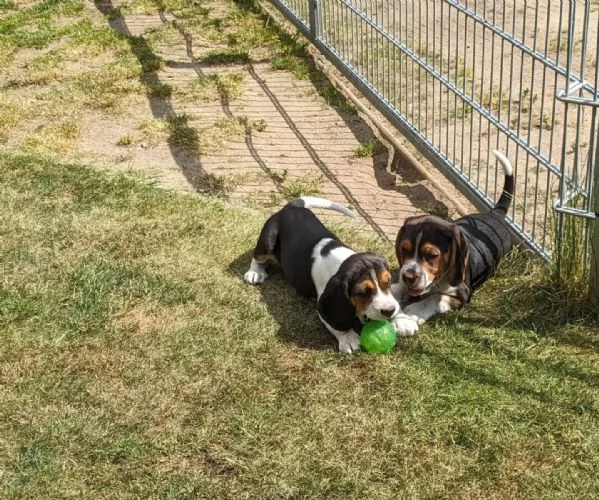 Disponibile cucciola di Beagle sia maschio e femmina