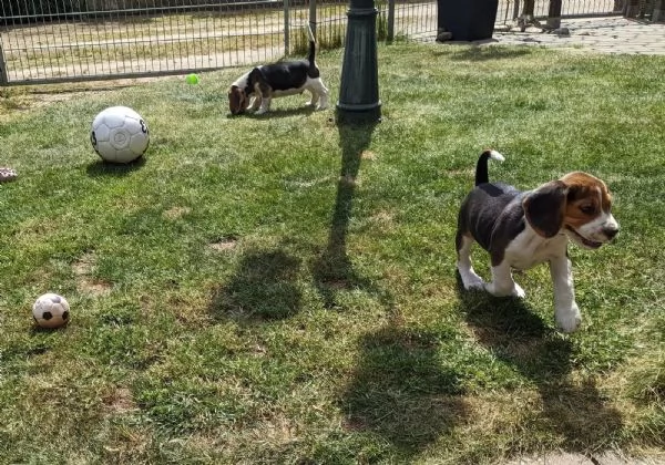 Disponibile cucciola di Beagle sia maschio e femmina | Foto 1
