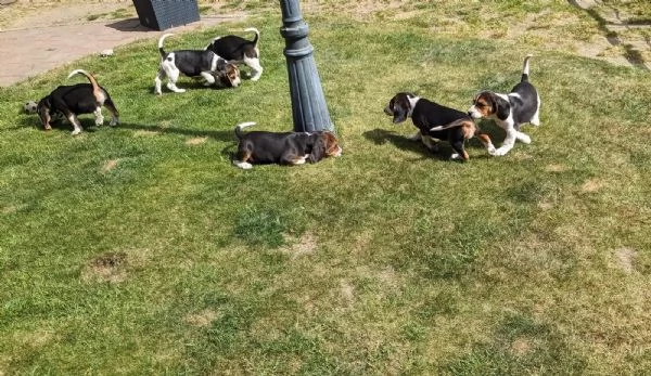 Disponibile cucciola di Beagle sia maschio e femmina | Foto 0