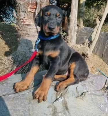 cucciolo di dobermann 