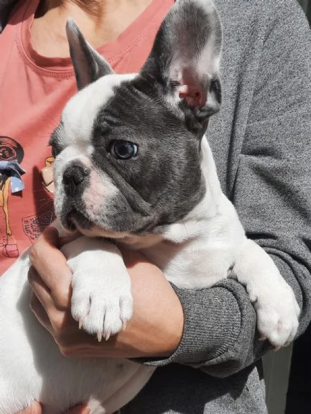 Bulldog Francese colore BLU | Foto 4