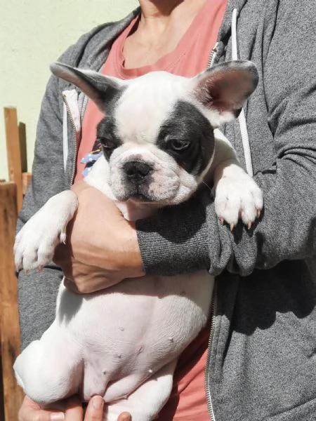 Bulldog Francese colore BLU | Foto 0