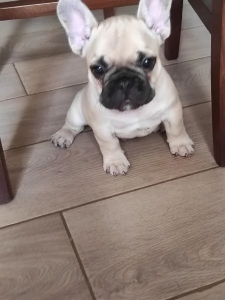 Bulldog francese colore shampania