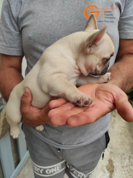 Bulldog francese colore shampania | Foto 2