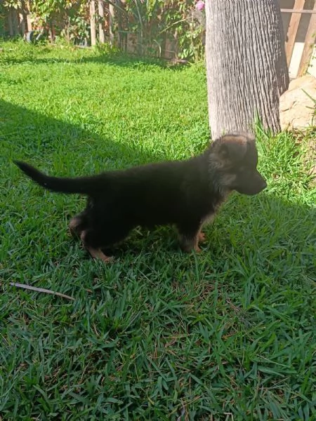 Cucciolo pastore tedesco  | Foto 0