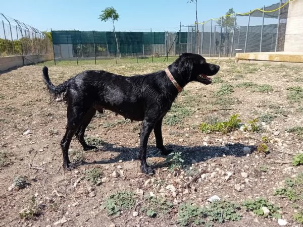 nerone incrocio labrador breton | Foto 5