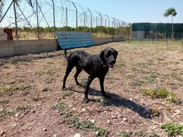 nerone incrocio labrador breton | Foto 4