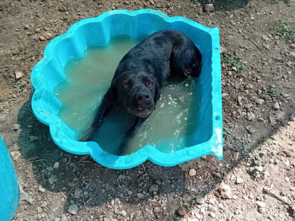 nerone incrocio labrador breton | Foto 3