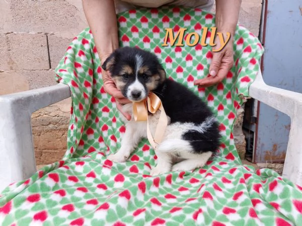 Molly splendida tricolore | Foto 6