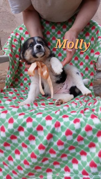 Molly splendida tricolore | Foto 4