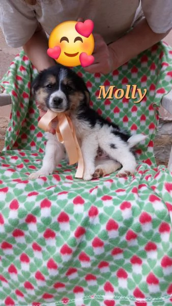 Molly splendida tricolore | Foto 0