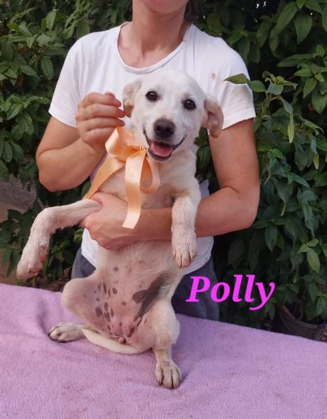 Polly Splendida figlia di una volpina | Foto 6