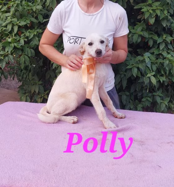 Polly simil volpina  | Foto 5