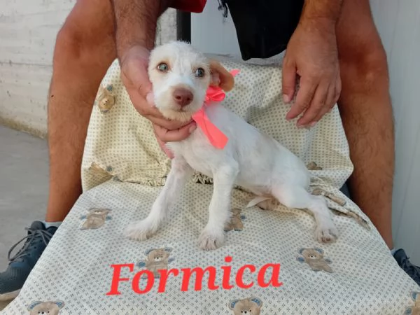 Formica stupenda mix jack russel terrier