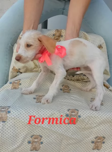 Formica stupenda mix jack russel terrier | Foto 3