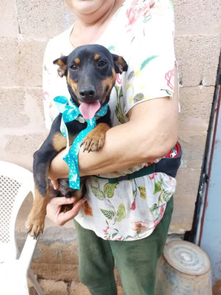 Mignon stupendo pinscher tedesco | Foto 5